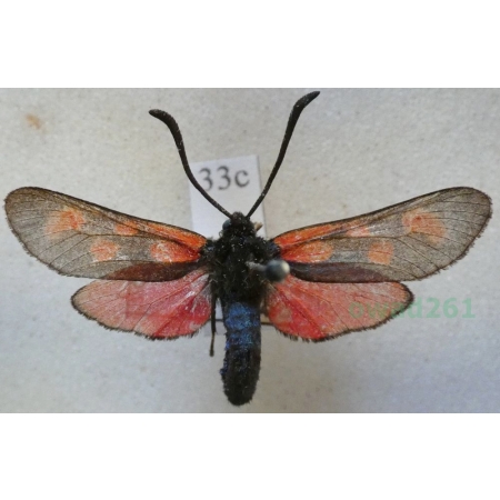 Zygaena filipendulae (Linnaeus, 1758) Kraśnik sześcioplamek Slovenia33c